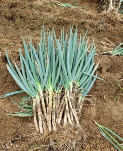 국내산 흙대파 10KG